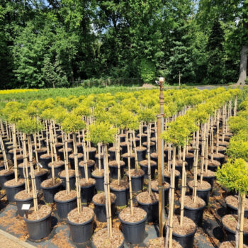 Chamaecyparis pis. 'Sungold'