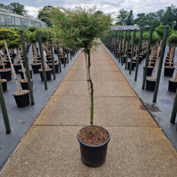 Fagus sylv. 'Mercedes'