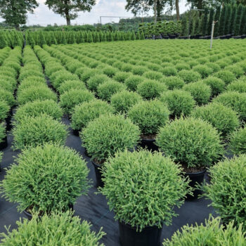 Thuja occ. 'Mr Bowling Ball'