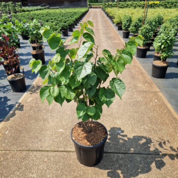 Cercis chinensis 'Avondale'