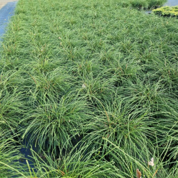 Thuja plicata 'Whipcord'