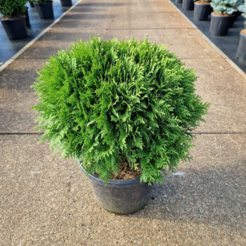 Thuja occ. 'Danica'
