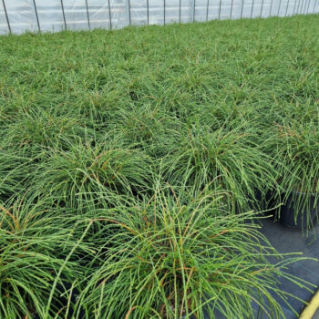 Thuja plicata 'Whipcord'