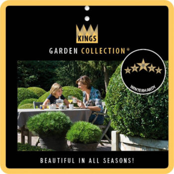 Chamaecyparis pis. 'Filifera Nana'