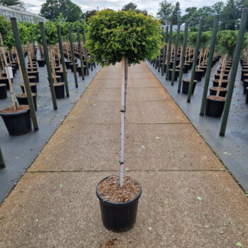 Chamaecyparis obt. 'Gitte'