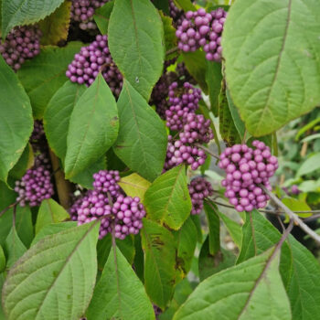 Callicarpa bodinieri 'Profusion'