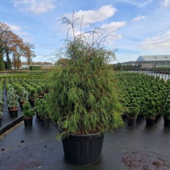Thuja occ. 'Filiformis'
