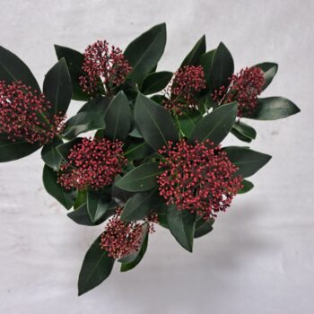 Skimmia Rubella P10 7-8 bloem