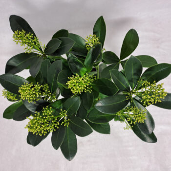 Skimmia Finchy P10 7-8 bloem
