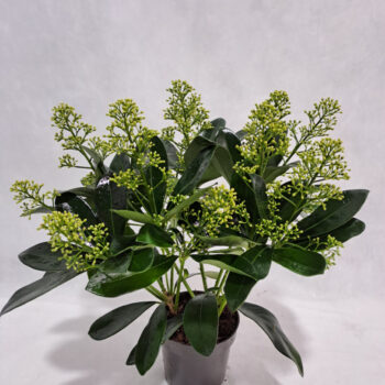 Skimmia Finchy P10 9+ bloem