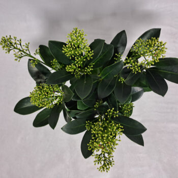 Skimmia Finchy P10 4-6 bloem
