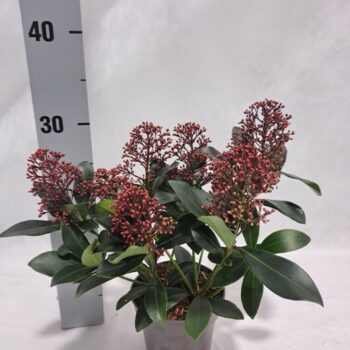 Skimmia Rubella P12 6-8 bloem