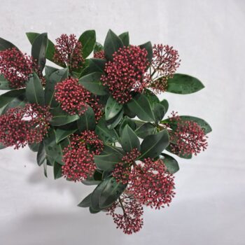 Skimmia Rubella P12 9+ bloem