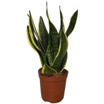 Sansevieria Superba 2pp 30-35cm