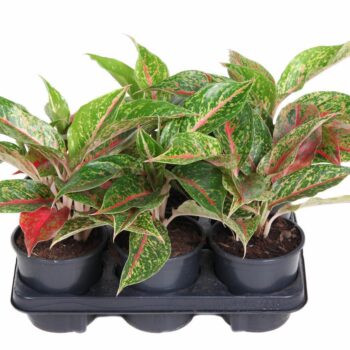 Aglaonema Night Sparkle