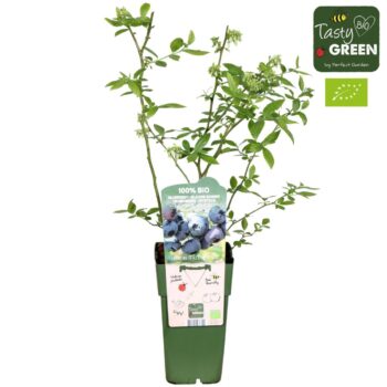 Vaccinium corymbosum 'Blue Dessert'® Bio P15