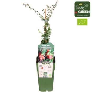 Vaccinium macrocarpon 'Stevens' Bio P15