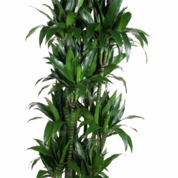 Dracaena Janet Craig 150-carrousel