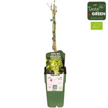 Vitis vinifera 'Johanniter' Bio P15
