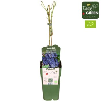 Vitis vinifera 'Boskoop Glory' Bio P15