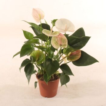 Anthurium Fantasy Sprite