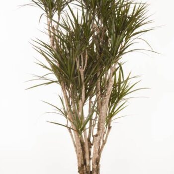 Dracaena Marginata vertakt P31 - 160