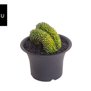 Gymno Cactus 'Spineless' XXXL