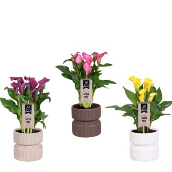 Zantedeschia gemengd Calla mix in Athene keramiek