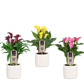 Zantedeschia gemengd Calla mix in Kubus keramiek