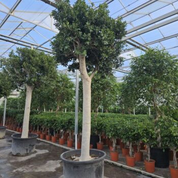 Ficus Nitida