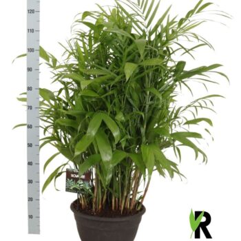 Chamaedorea Seifrizii toef in sierpot