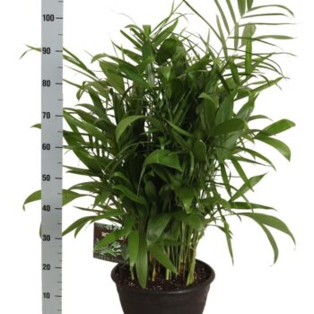 Chamaedorea Seifrizii toef in sierpot