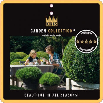 Thuja plicata 'Whipcord'