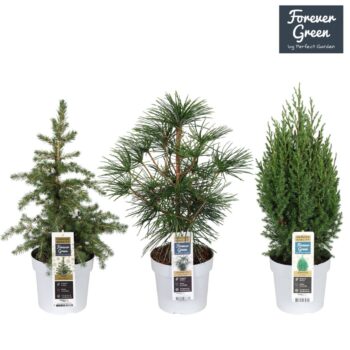 Coniferen Premium mix laag P19