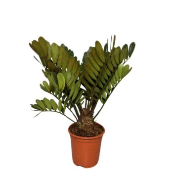 Zamia furfuracea 10+ leave
