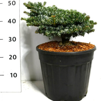 Abies k. 'Kohout's Icebreaker'