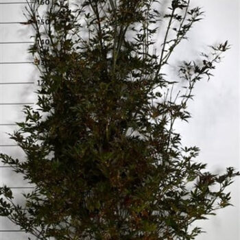 Acer pal. 'Skeeter's Broom'