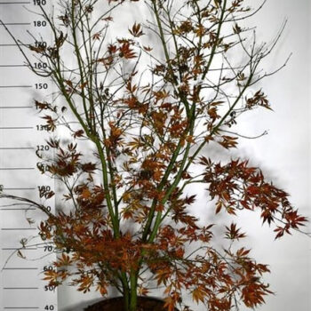 Acer pal. 'Summer Sunset'