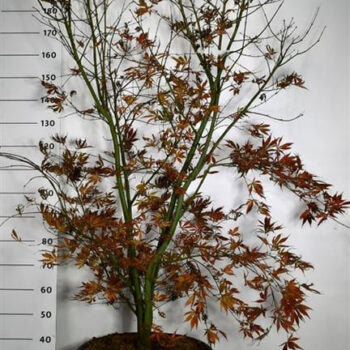 Acer pal. 'Summer Sunset'