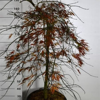 Acer pal. 'Tamukeyama'