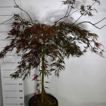 Acer pal. 'Tamukeyama'