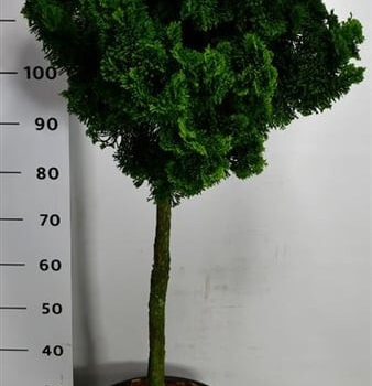 Chamaecyparis o. 'Nana Gracilis'