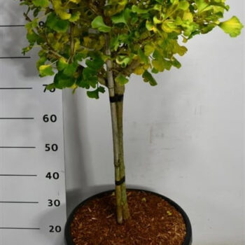 Ginkgo bil. 'Mariken'