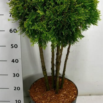 Thuja occ. Golden Smaragd