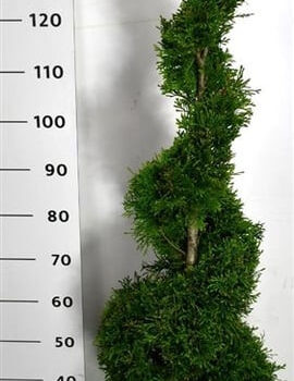 Thuja occ. 'Smaragd'