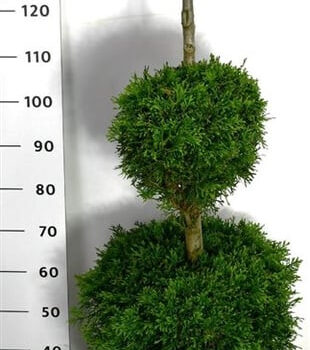 Thuja occ. 'Smaragd'