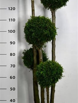 Thuja occ. 'Smaragd'
