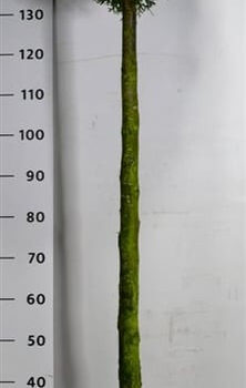 Thuja occ. 'Smaragd'