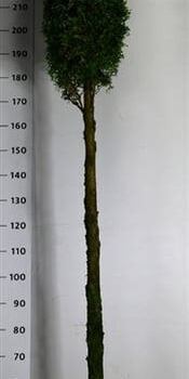 Thuja occ. 'Smaragd'