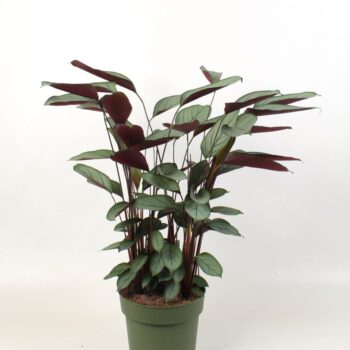 Ctenanthe setosa 'Compactstar'